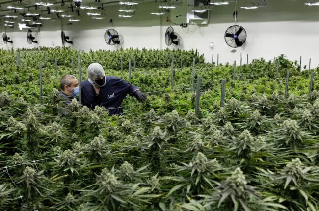 Nevada cannabis sales drop 9% as illegal market grows