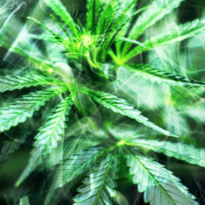 The Cannabis Oversupply Problem No One Talks About