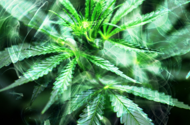 The Cannabis Oversupply Problem No One Talks About