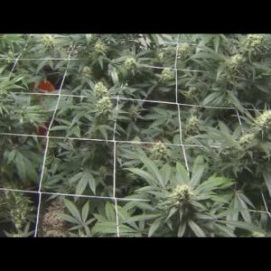 Medical marijuana reclassification gives Texas native Alexis new hope after decade seizure-free