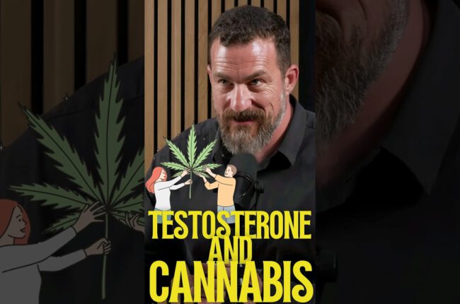 Does Cannabis use INCREASE Testosterone?