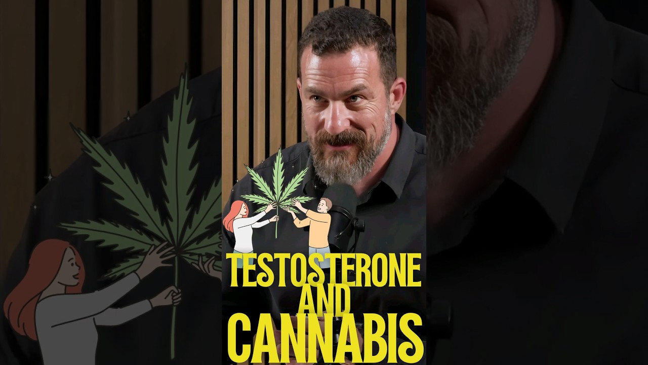 Does Cannabis use INCREASE Testosterone?
