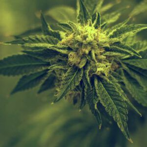 Gov. Andy Beshear urges expansion of medical cannabis program to aid more Kentuckians