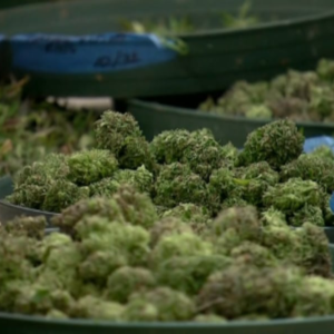 New study shows spending on medical cannabis, possible revenue from legal recreational use