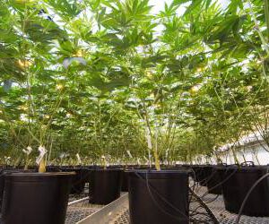 As cannabis shops multiply, some towns say enough is enough