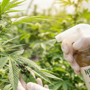 Cannabis as an Insecticide? - Can Mary Jane Help Keep Deadly Insects Away?