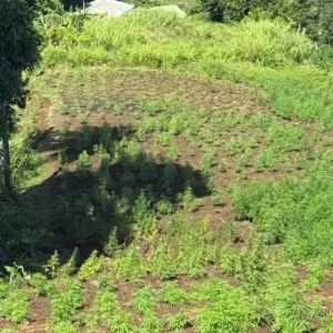 St Vincent Govt pushes for Cannabis Village in Richmond