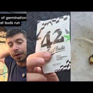 adding some @FastBudsGenetics  wedding cheesecake and frostbanger to this run.