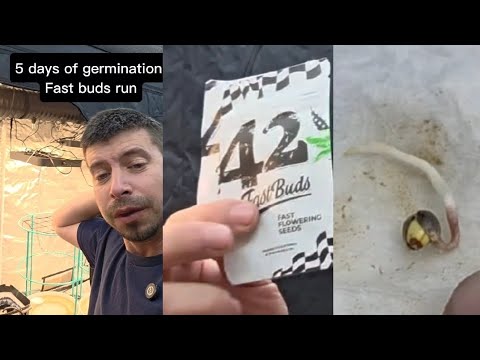 adding some @FastBudsGenetics  wedding cheesecake and frostbanger to this run.