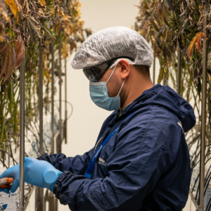 MWG Holdings, Award-Winning Cannabis Company, Announces Back-to-Back Record-Breaking Revenue Months