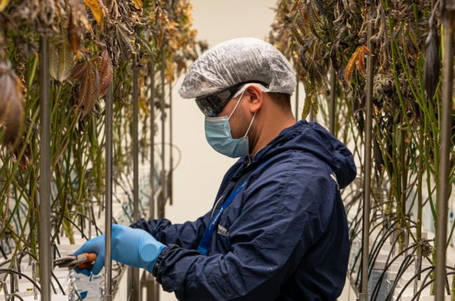 MWG Holdings, Award-Winning Cannabis Company, Announces Back-to-Back Record-Breaking Revenue Months