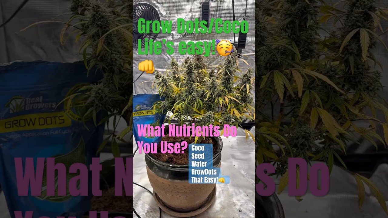 Grow Dots + Coco = ABC Easy as 123 #garden #growdots #coco #indoorgardening