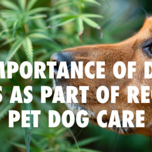 The Importance of Dental Chews as Part of Regular Pet Dog Care