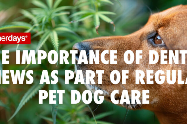 The Importance of Dental Chews as Part of Regular Pet Dog Care
