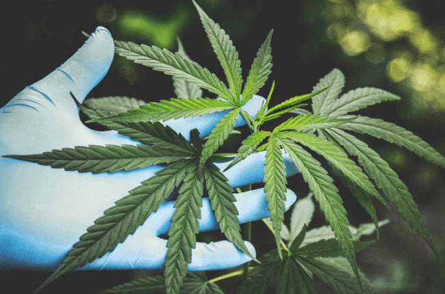 Coroner finds prescription cannabis contributed to man’s death