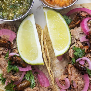 Getting High on Cicadas and Eating Other Insects