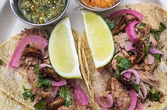 Getting High on Cicadas and Eating Other Insects