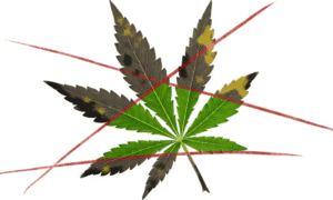 Malden MA’s Backdoor Effort To Stifle Cannabis Shops Fails In Court