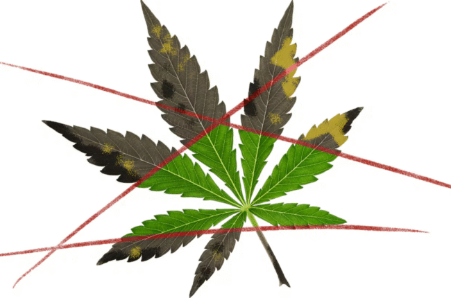 Malden MA’s Backdoor Effort To Stifle Cannabis Shops Fails In Court