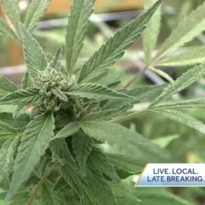 Alabama Medical Cannabis Commission moves ownership change and transport rules to public comment