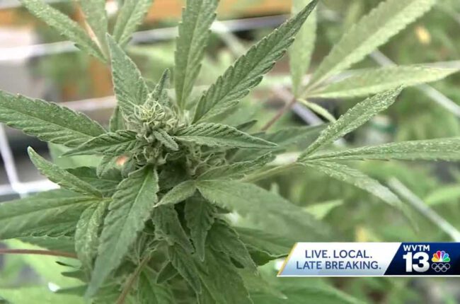 Alabama Medical Cannabis Commission moves ownership change and transport rules to public comment