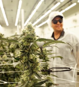 Inside Goldflower’s Florida Cannabis Cultivation Expansion