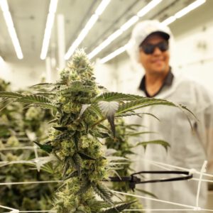 Inside Goldflower’s Florida Cannabis Cultivation Expansion