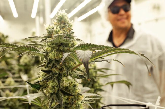 Inside Goldflower’s Florida Cannabis Cultivation Expansion