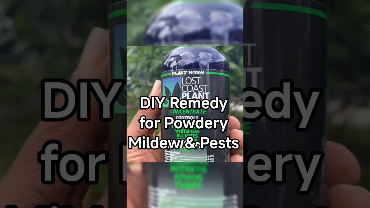 DIY Remedy for Powdery Mildew & Pests 🌱✨