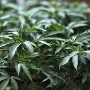 Records show how retail cannabis imploded in Anaheim amid FBI probe