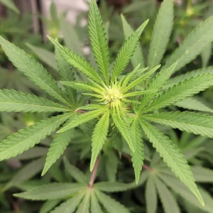 GOP congressman celebrates cannabis's ongoing Schedule I status (Newsletter: February 17, 2026)