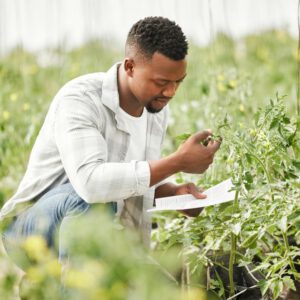 Making sense of Ghana's new cannabis laws