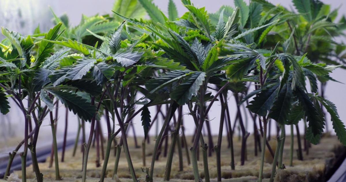 Virginia lawmakers pass bill to legally buy and sell cannabis