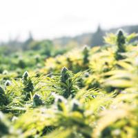 Senate Bill to legalize recreational cannabis advances at Hawaiʻi Capitol | News