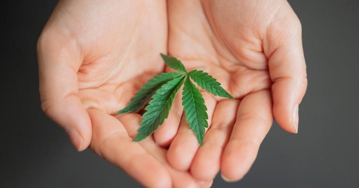 Does cannabis use raise risk of psychotic and bipolar disorders? | Health