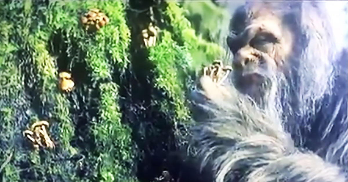 Fungi Cinema: Shroom Scenes in 'My Old Ass,' 'Between the Temples' and 'Sasquatch Sunset'