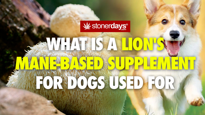 What Is a Lion’s Mane-Based Supplement for Dogs Used For