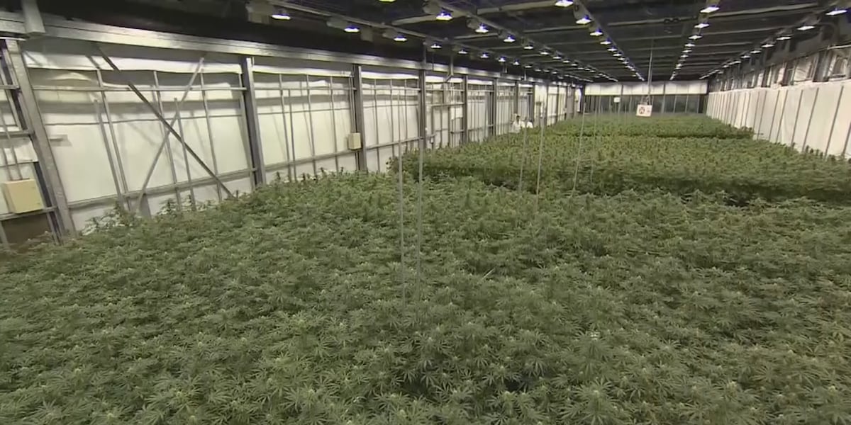 Virginia Cannabis Control Authority launches medical cannabis dashboard