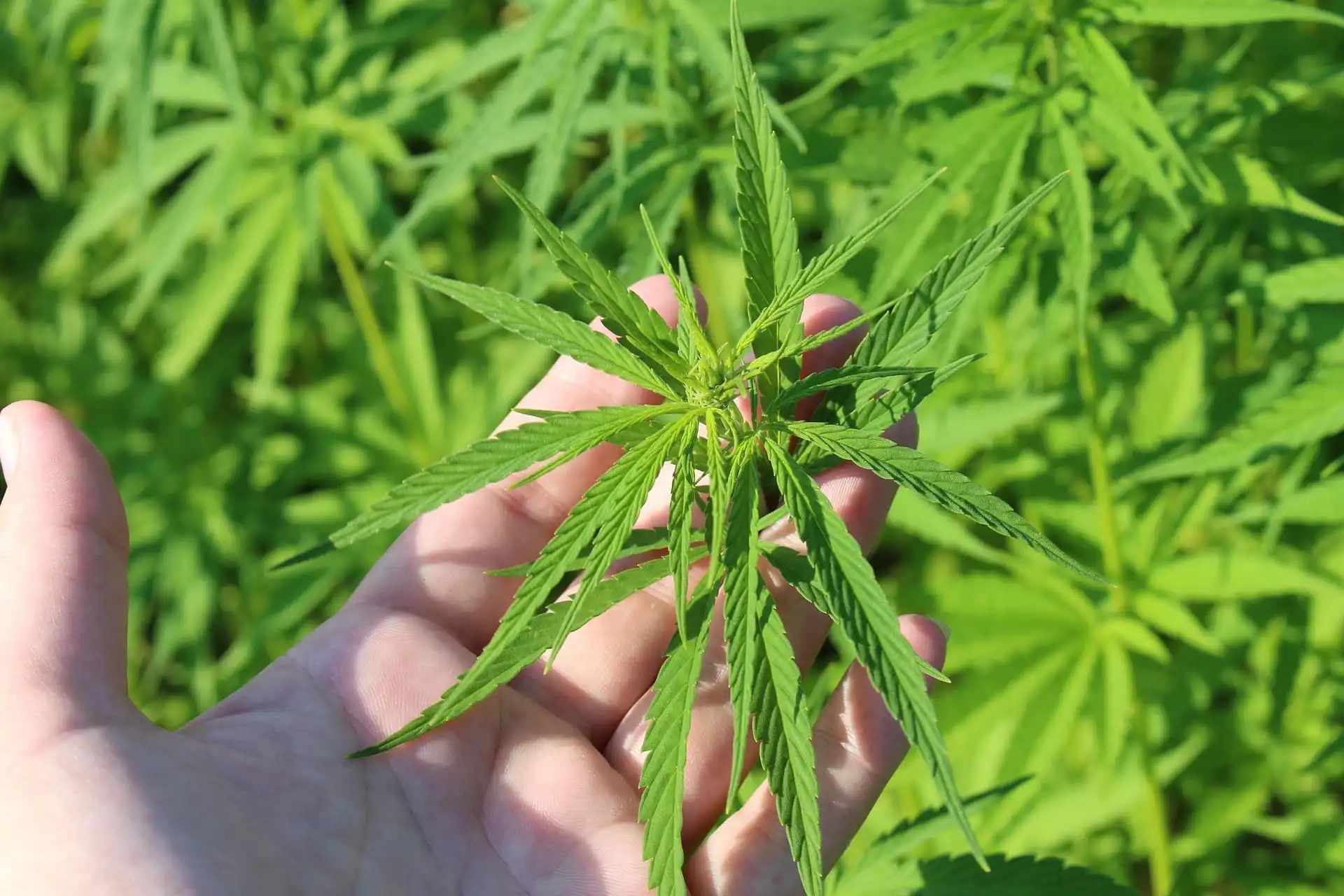 GOP Congressman And Kentucky Agriculture Commissioner Urge McConnell To Support Delaying Hemp THC Ban