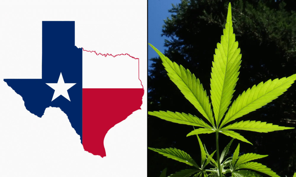 Marijuana Legalization Is On The Ballot In Texas During The Primary Election That’s Happening Now