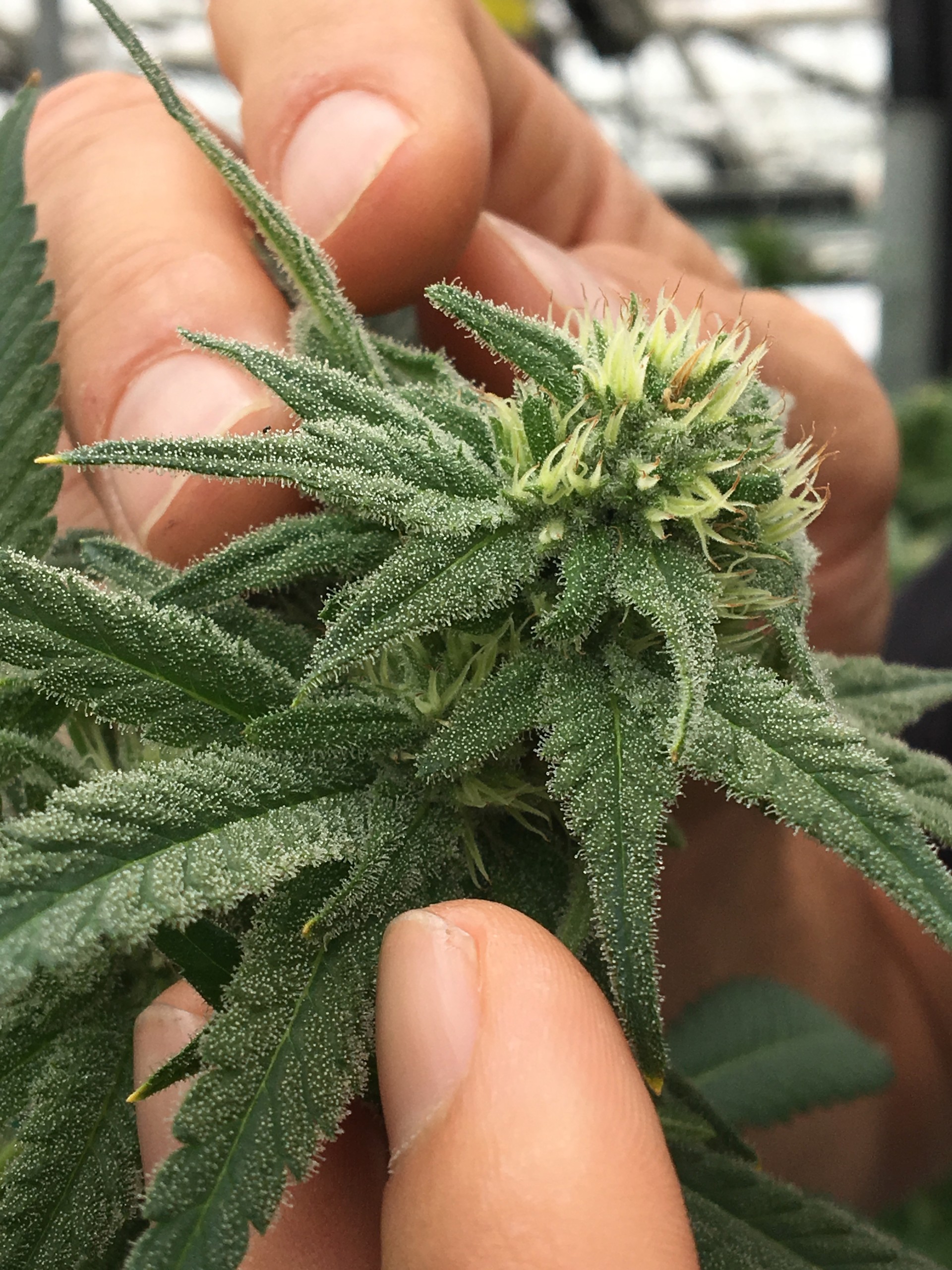 SB County now paying the price after rush to support cannabis