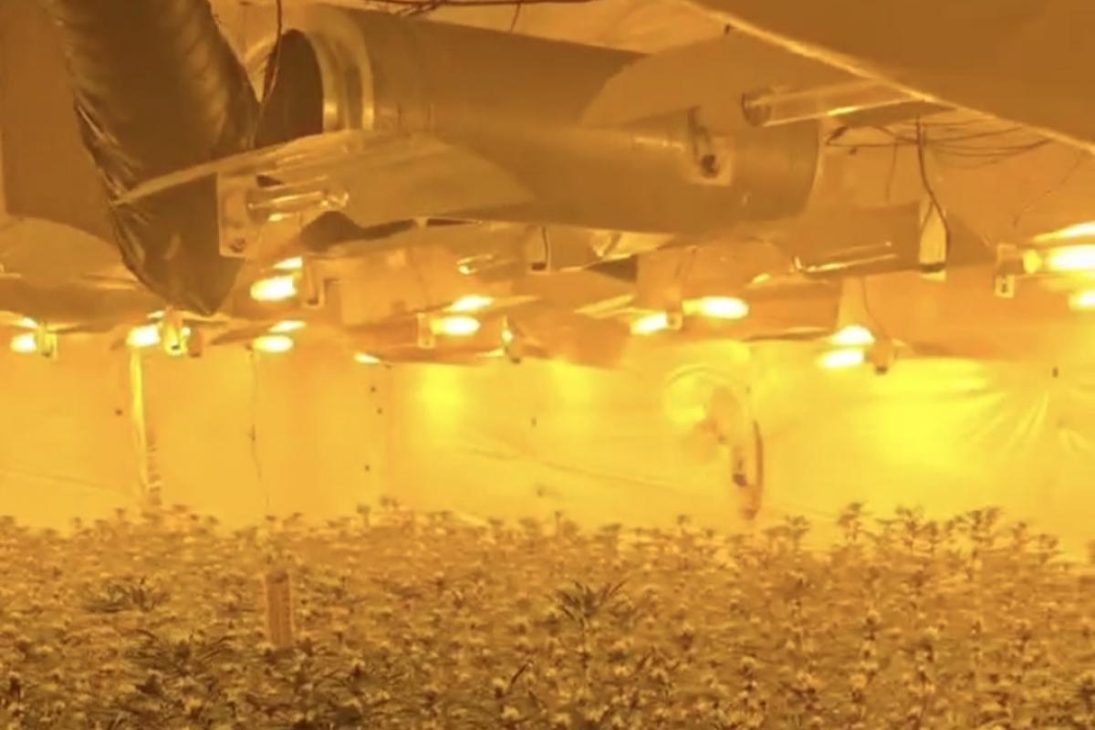 Large cannabis farm discovered in West Vale after police raid