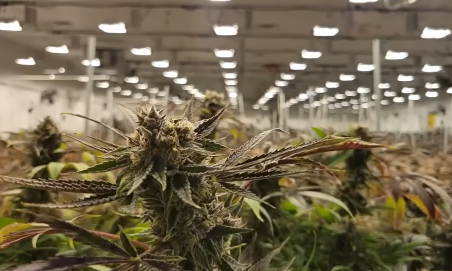 One of the Busiest Weeks in Cannabis