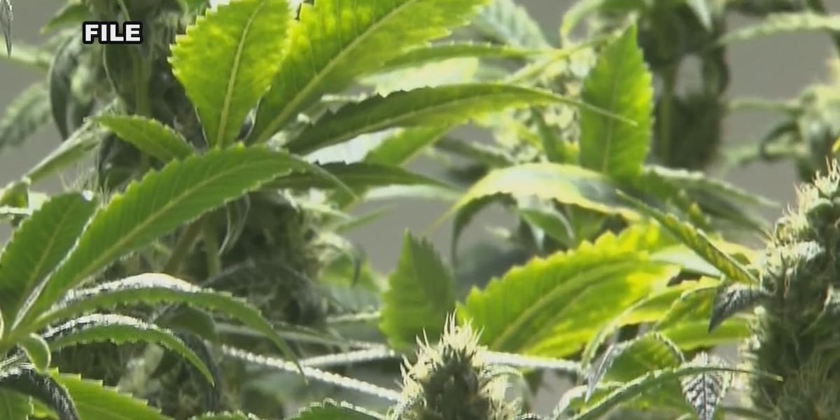 Rapid City Planning Commission approves two cannabis dispensary proposals