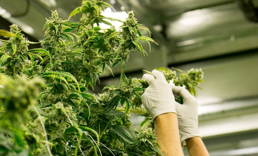 Cannabis Use Alters Memory Activation