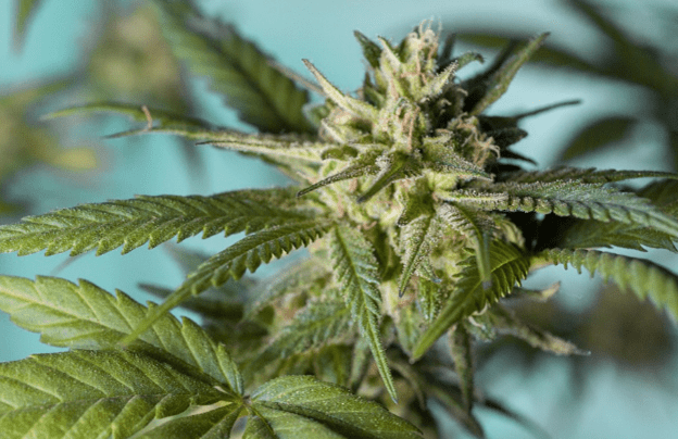 cannabis breeders cannabis strains THCA flower