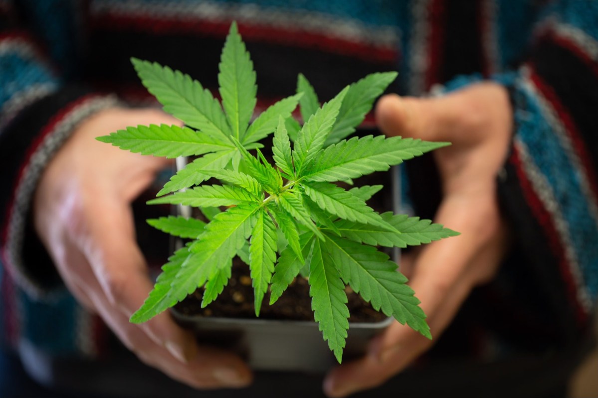 Cannabis legalization advocate cites recipe for public health failure: Virginia must keep ABC out of cannabis