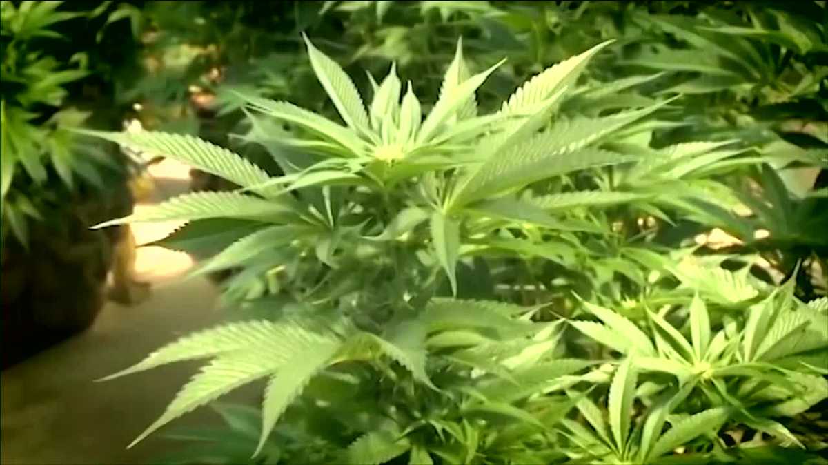 Nebraska's Medical Cannabis Commission holds hearing on emergency regulations