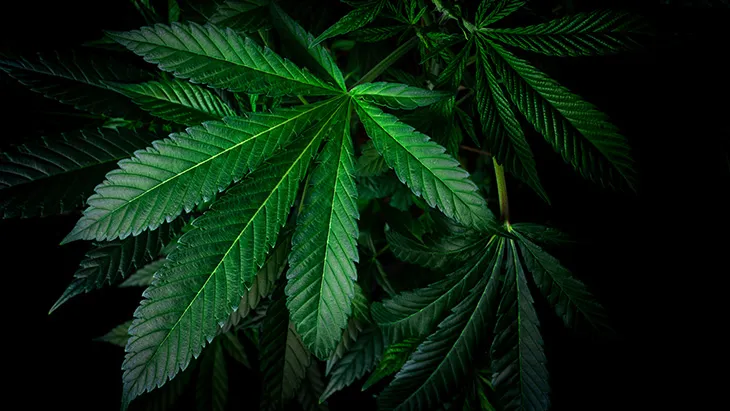 Leaves of a growing legal cannabis plant on a dark background