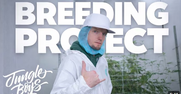 Inside Jungle Boys’ Cannabis Breeding Rooms